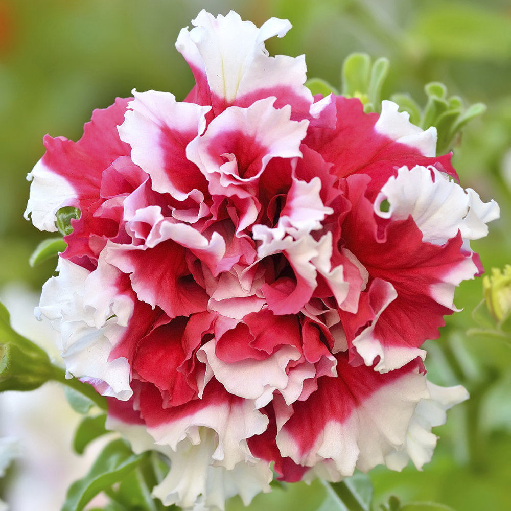Petunia - Duo Red and White